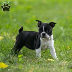 Kylie, Boston Terrier Puppy
